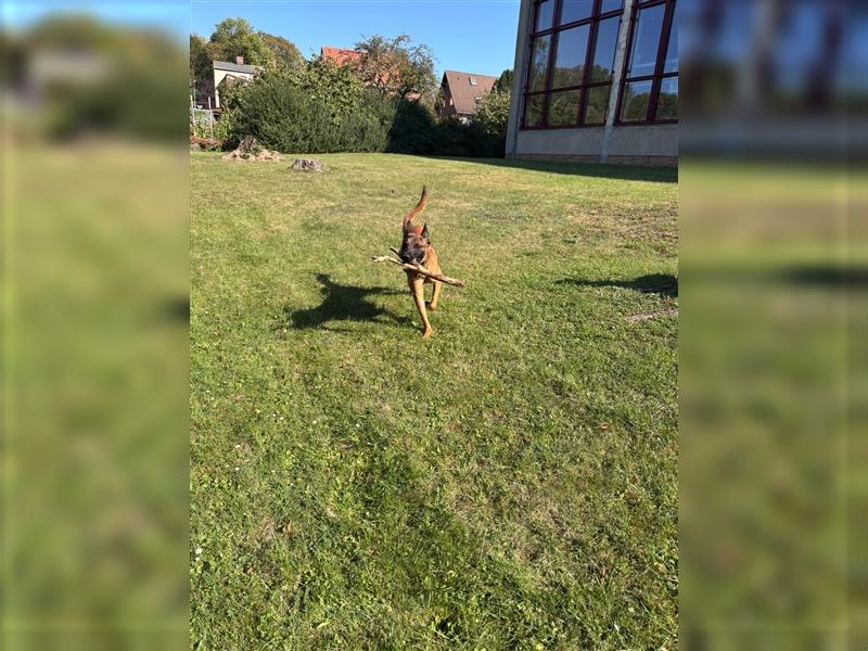 Belgischen Schäferhund