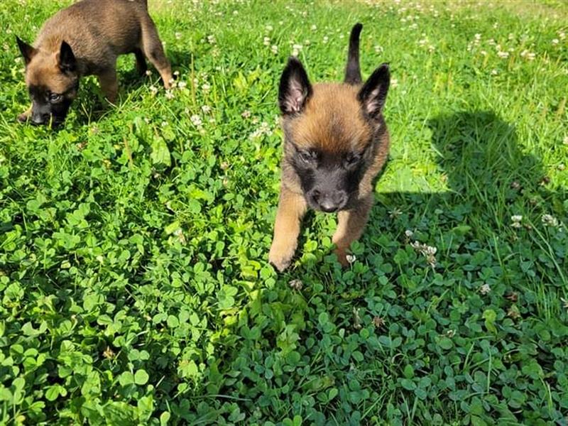 Malinois Welpen