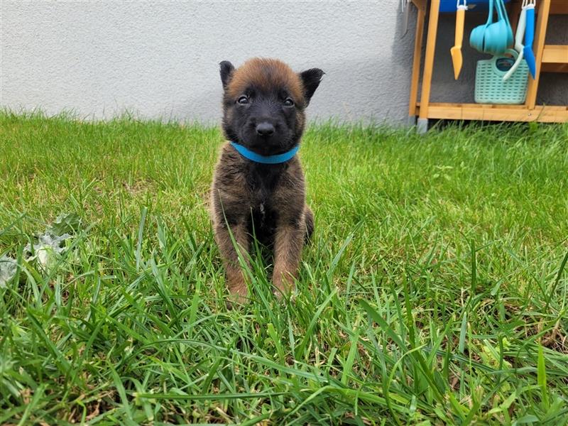 Malinois Welpen