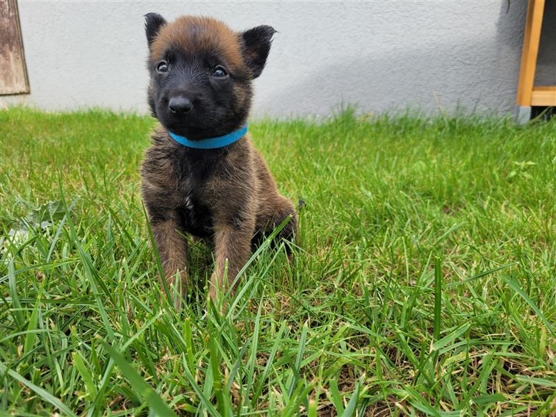 Malinois Welpen