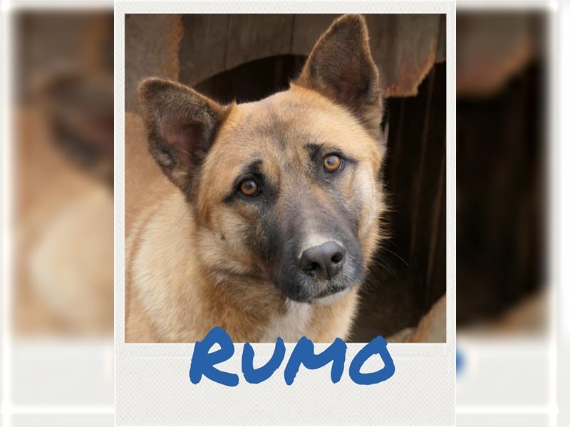 Rumo - zurückhaltender Schäferhund