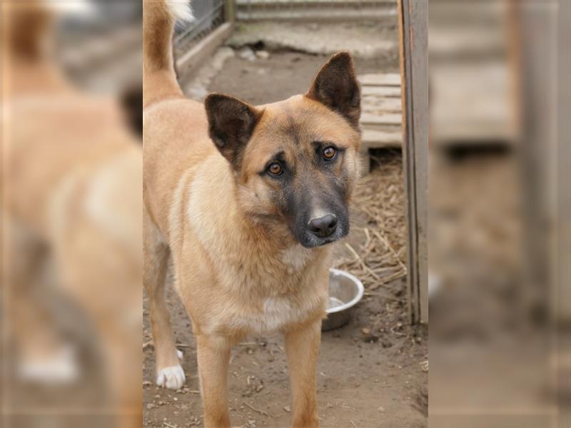 Rumo - zurückhaltender Schäferhund