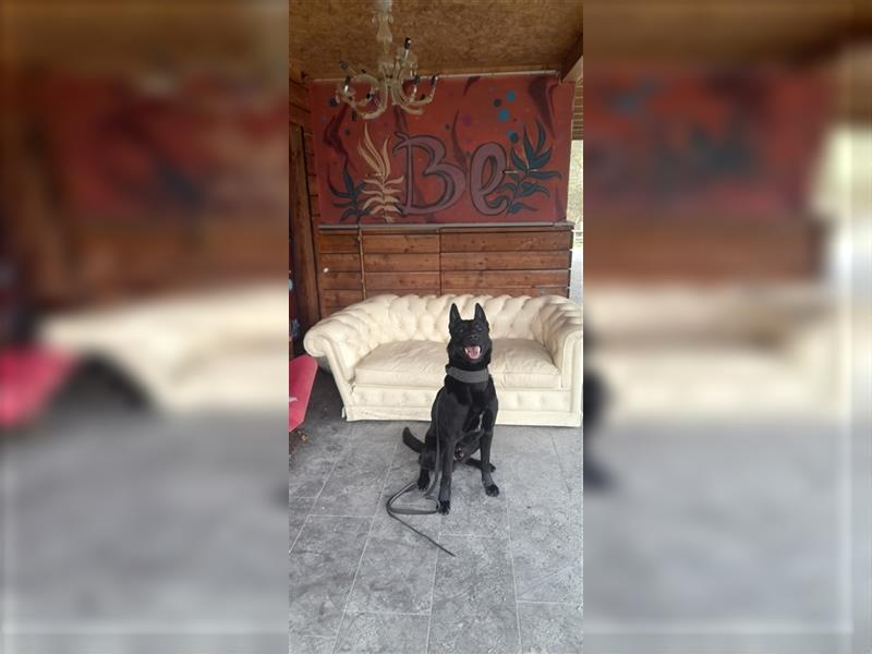 Malinois Rüde ( unkastriert ) 2 Jahre sucht sportliches erfahrenes Zuhause