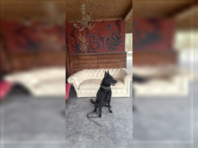 Malinois Rüde ( unkastriert ) 2 Jahre sucht sportliches erfahrenes Zuhause