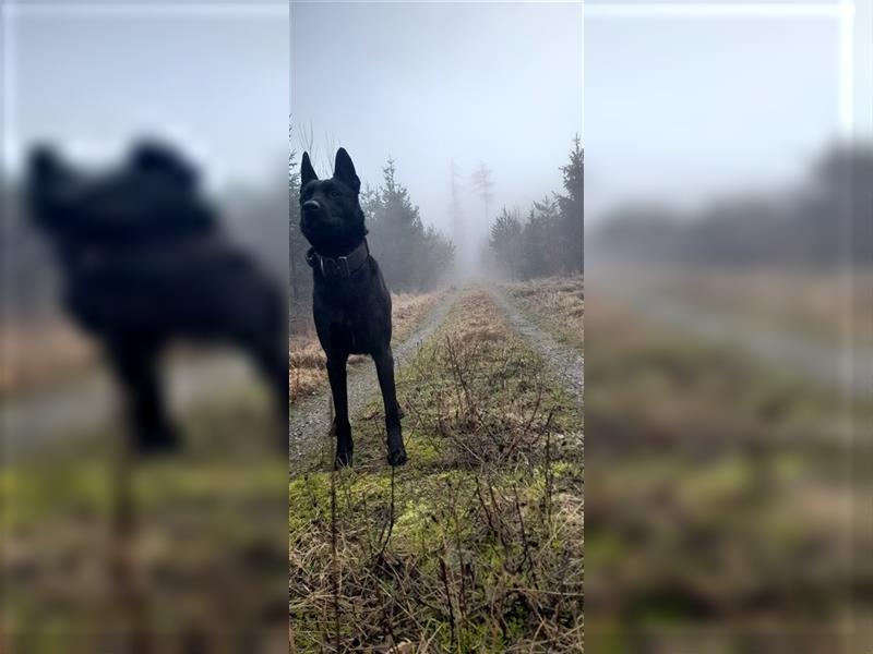 Malinois Rüde ( unkastriert ) 2 Jahre sucht sportliches erfahrenes Zuhause