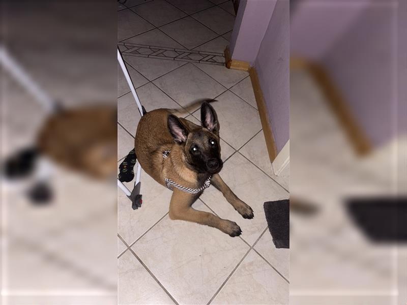 Malinois welpe rüde