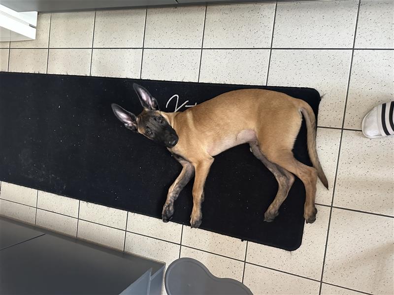 Malinois in gute Hände abzugeben!