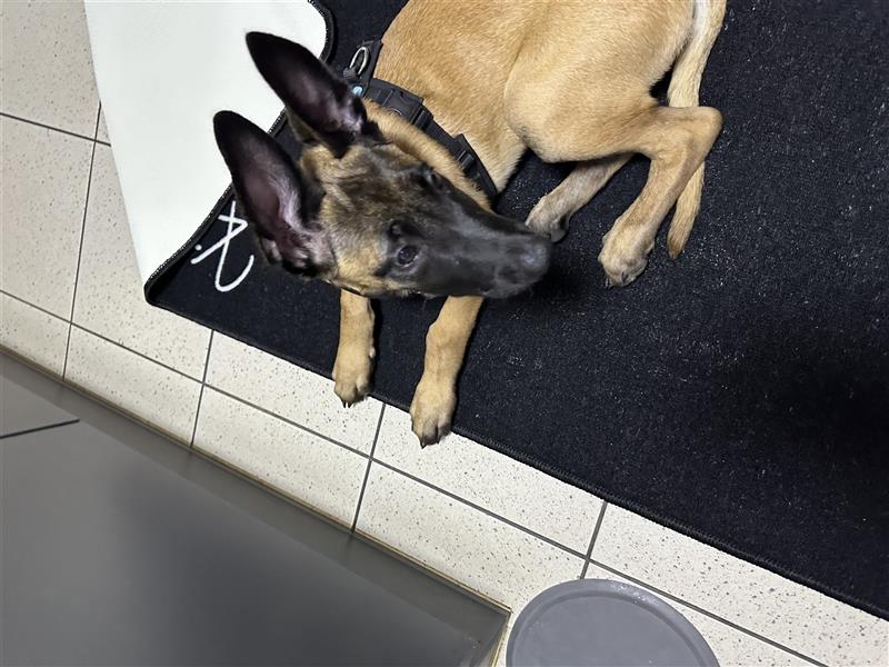 Malinois in gute Hände abzugeben!