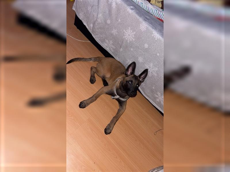 Malinois welpe rüde