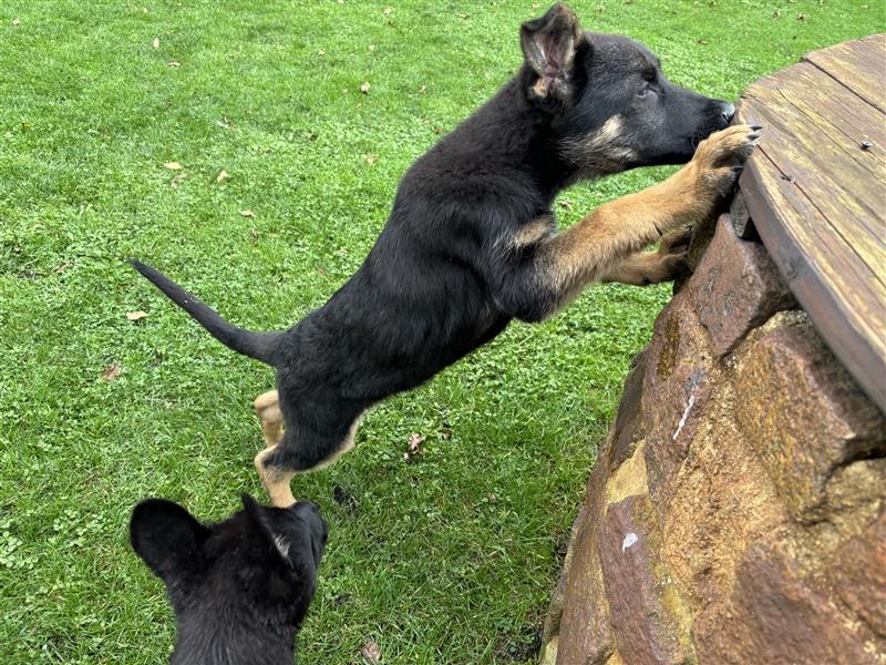 Schäferhund-Mischling-Welpe