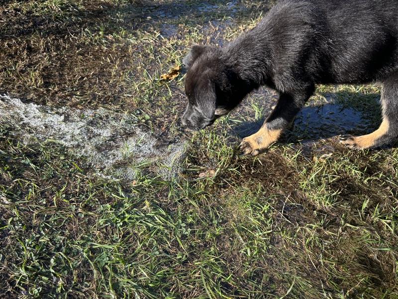 Schäferhund-Mischling-Welpe