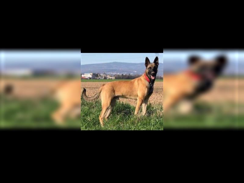 Malinois zum Abgeben