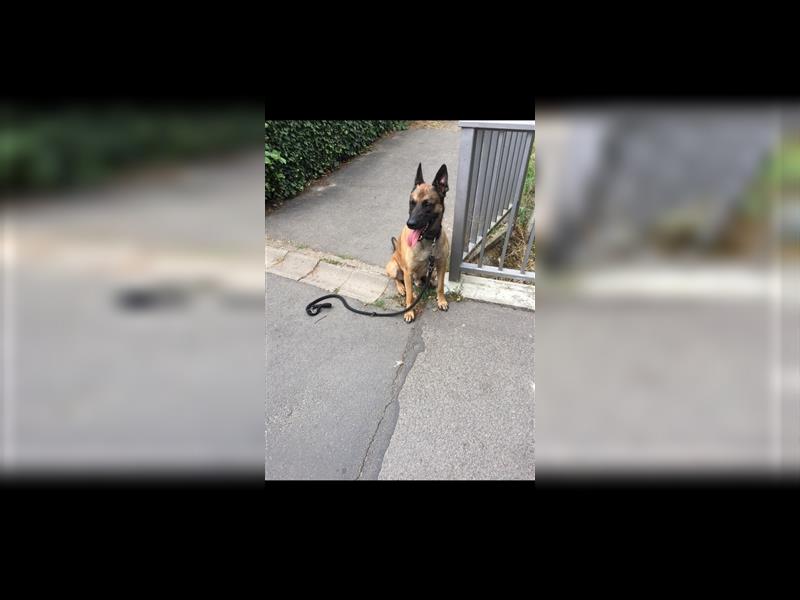 Malinois zum Abgeben