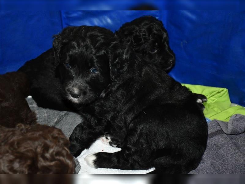 Drei wunderschöne Bernedoodle Welpen suchen liebe Familien