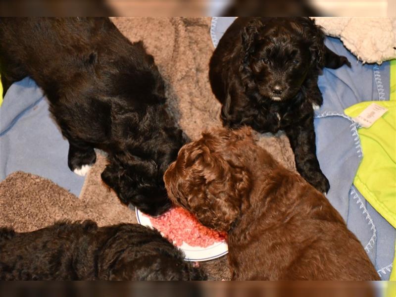 Drei wunderschöne Bernedoodle Welpen suchen liebe Familien