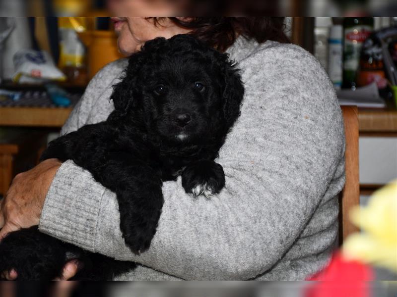 Drei wunderschöne Bernedoodle Welpen suchen liebe Familien