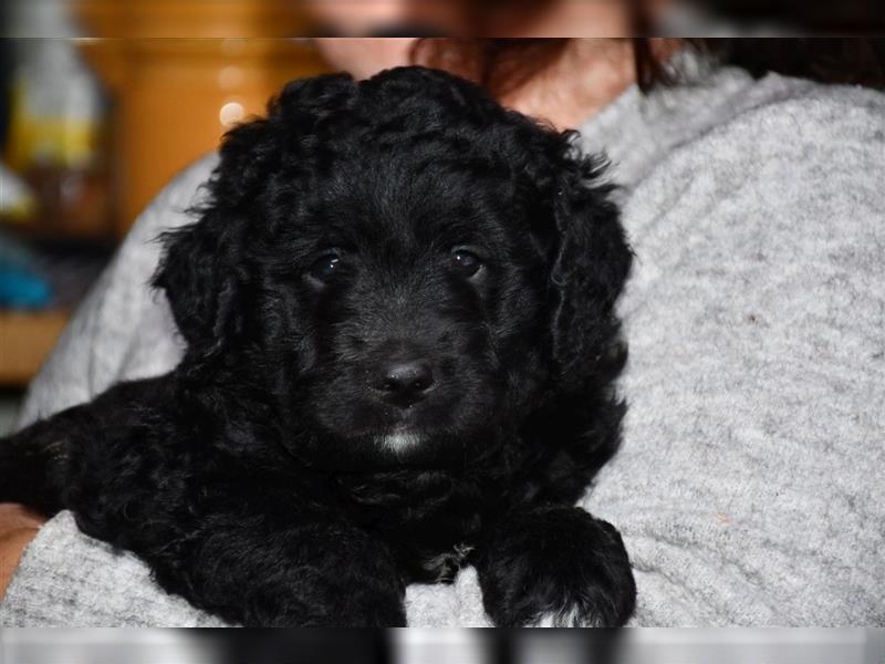 Drei wunderschöne Bernedoodle Welpen suchen liebe Familien