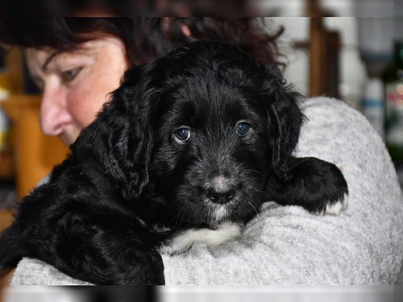 Drei wunderschöne Bernedoodle Welpen suchen liebe Familien