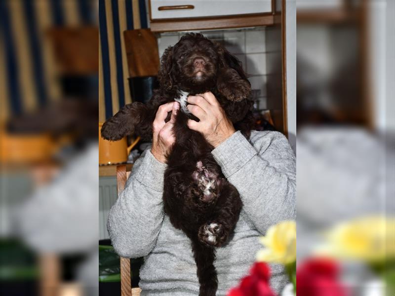 Drei wunderschöne Bernedoodle Welpen suchen liebe Familien