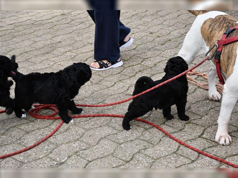 Drei wunderschöne Bernedoodle Welpen suchen liebe Familien