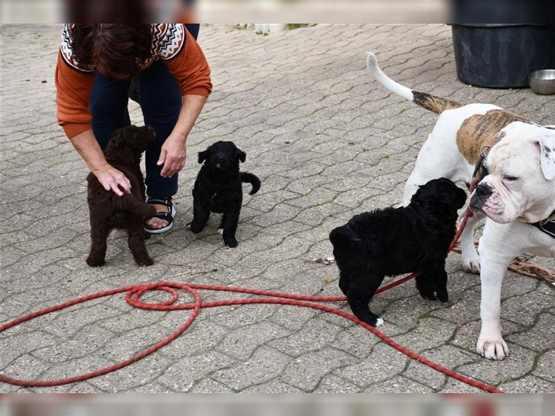 Drei wunderschöne Bernedoodle Welpen suchen liebe Familien