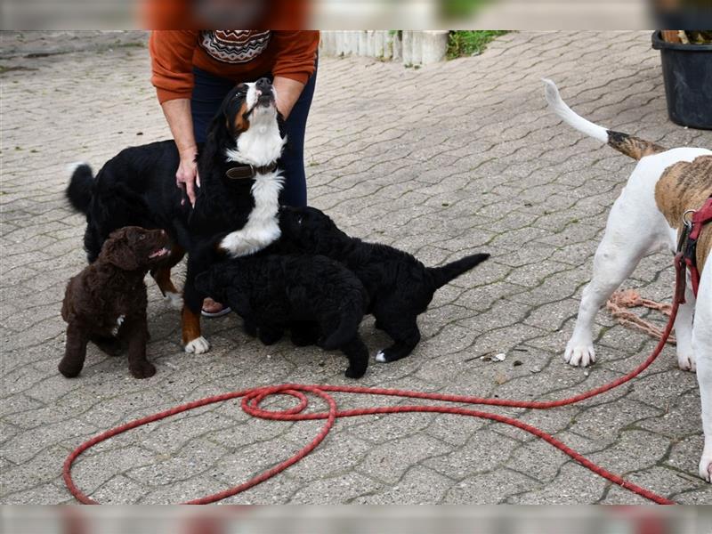 Drei wunderschöne Bernedoodle Welpen suchen liebe Familien