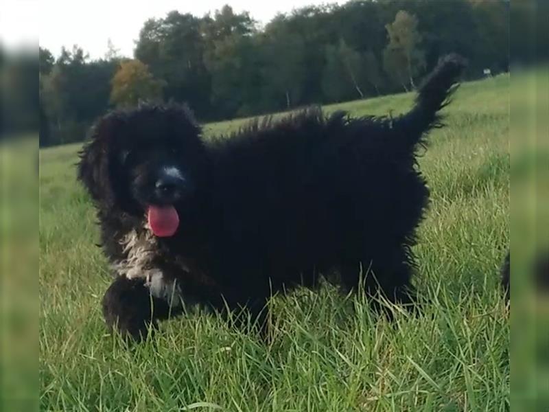 Bernedoodle Welpen 12 Wochen alt