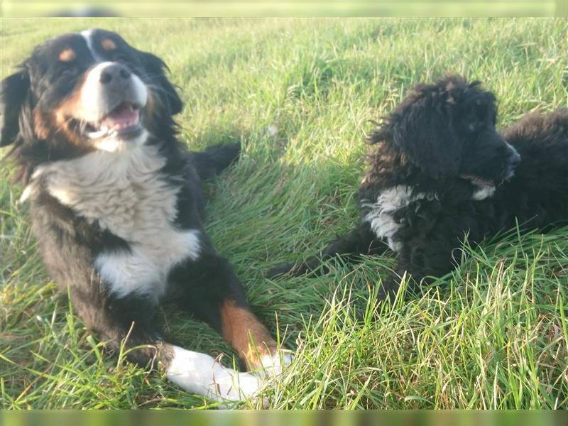 Bernedoodle Welpen 12 Wochen alt