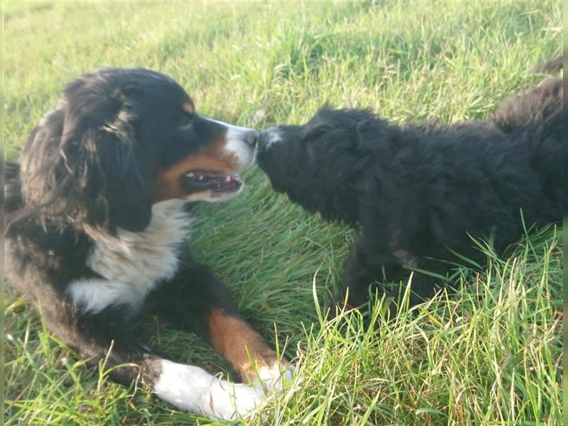 Bernedoodle Welpen 12 Wochen alt