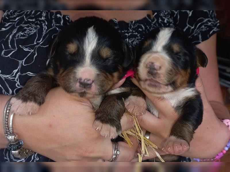 Berner Sennenhund - Welpen