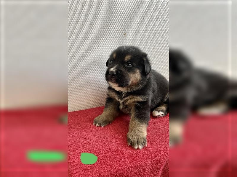 Berner Sennenhund Deutscher Schäferhund Welpen