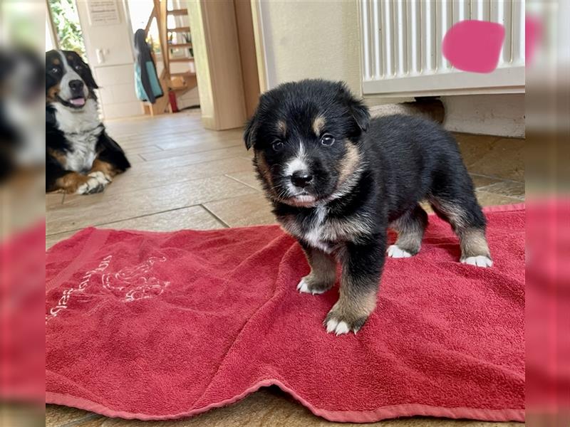 Berner Sennenhund Deutscher Schäferhund Welpen