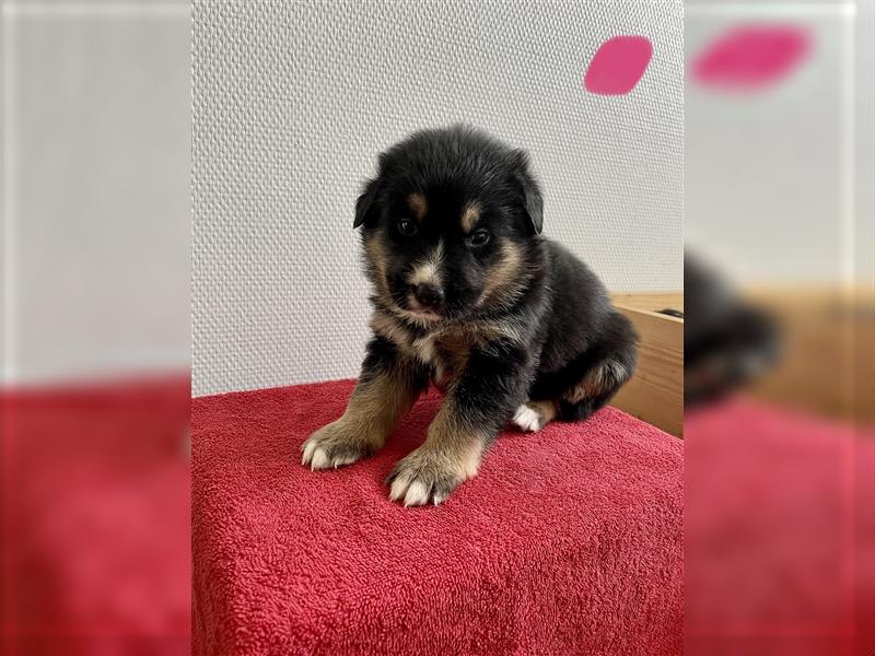 Berner Sennenhund Deutscher Schäferhund Welpen