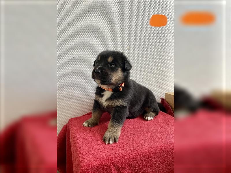 Berner Sennenhund Deutscher Schäferhund Welpen