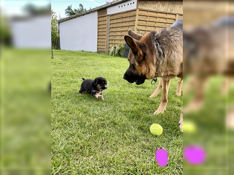 Berner Sennenhund Deutscher Schäferhund Welpen