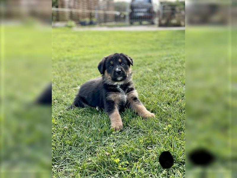 Berner Sennenhund Deutscher Schäferhund Welpen