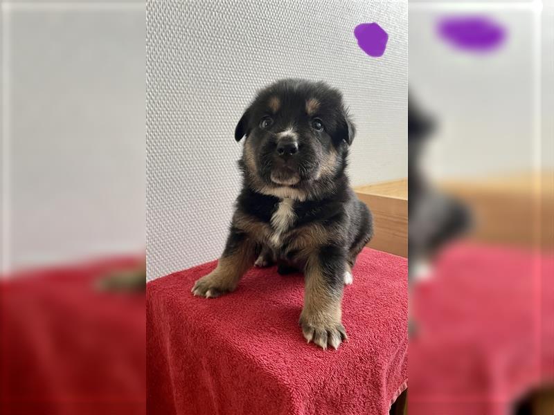 Berner Sennenhund Deutscher Schäferhund Welpen