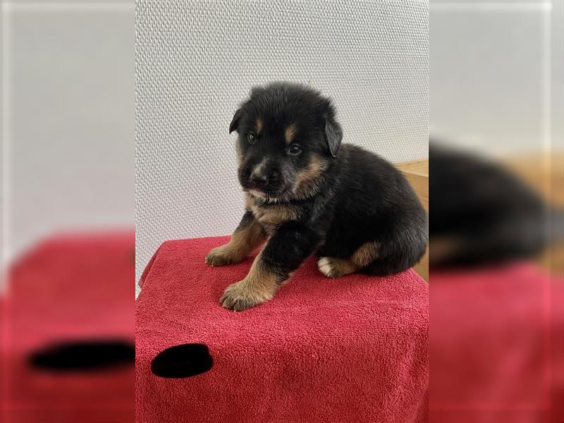 Berner Sennenhund Deutscher Schäferhund Welpen