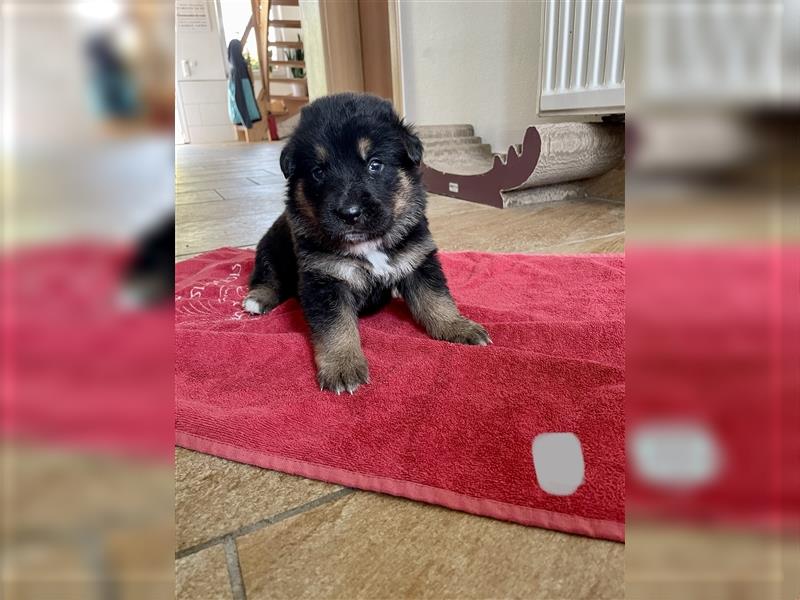 Berner Sennenhund Deutscher Schäferhund Welpen