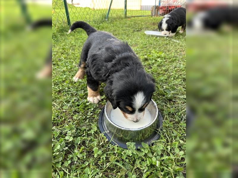 Berner Sennenhund Welpen reinrassig