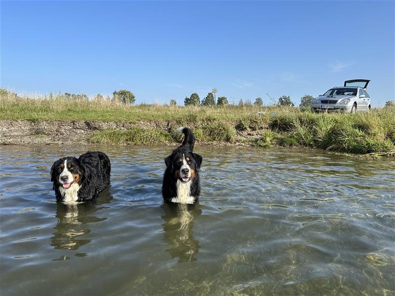 Berner Sennenhund Welpen reinrassig