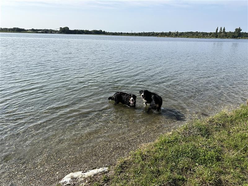 Berner Sennenhund Welpen reinrassig