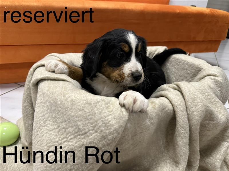 Berner Sennenhund Welpen reinrassig