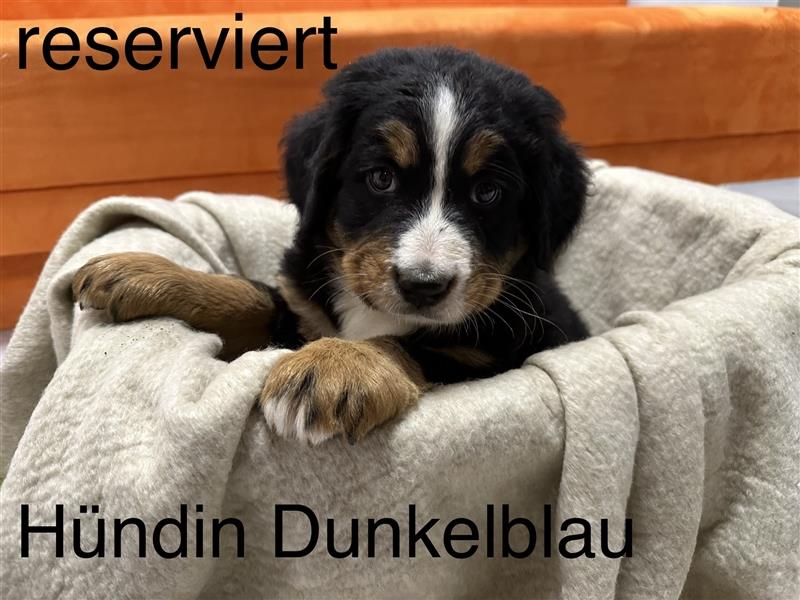 Berner Sennenhund Welpen reinrassig