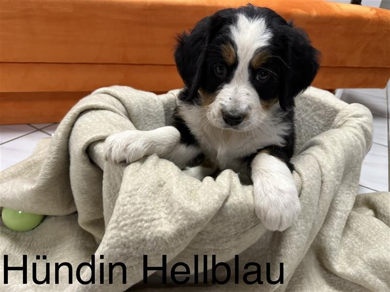 Berner Sennenhund Welpen reinrassig