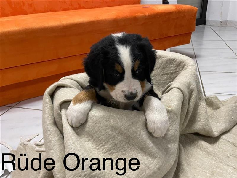 Berner Sennenhund Welpen reinrassig