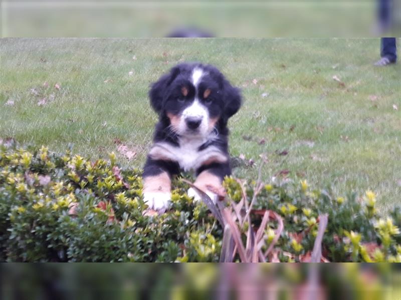 Berner Sennenhund Welpen Berner Sennen Welpen