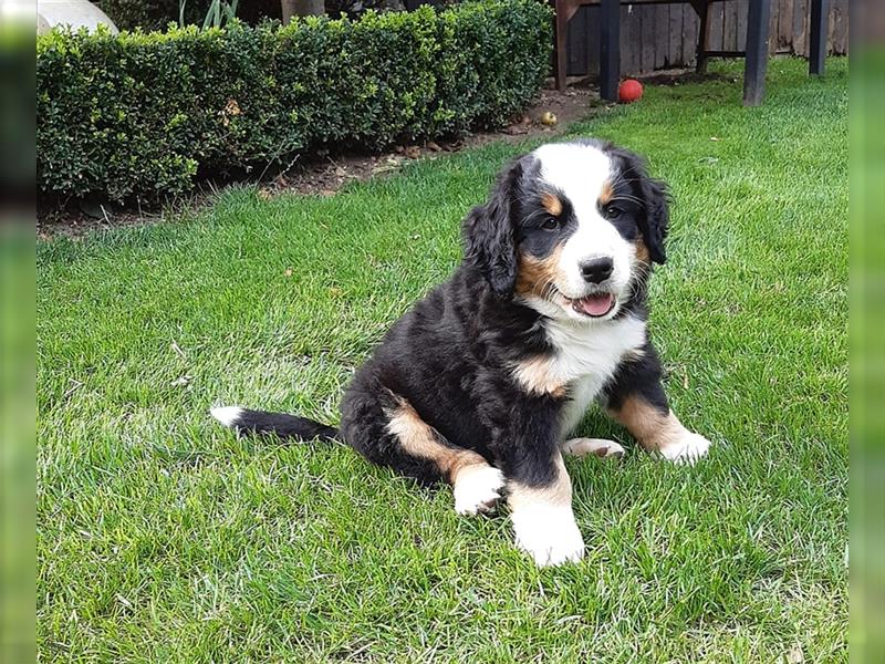 Berner Sennenhund Welpen Berner Sennen Welpen