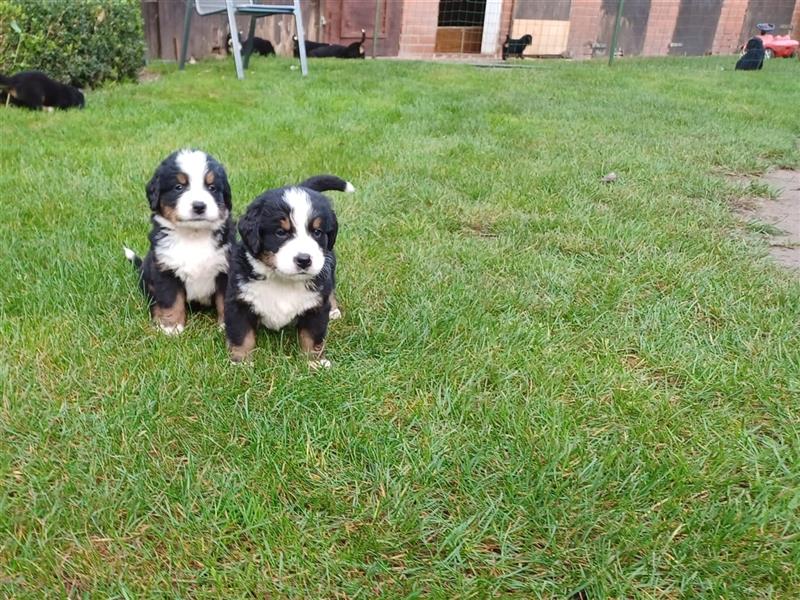 Berner Sennenhund Welpen Berner Sennen Welpen