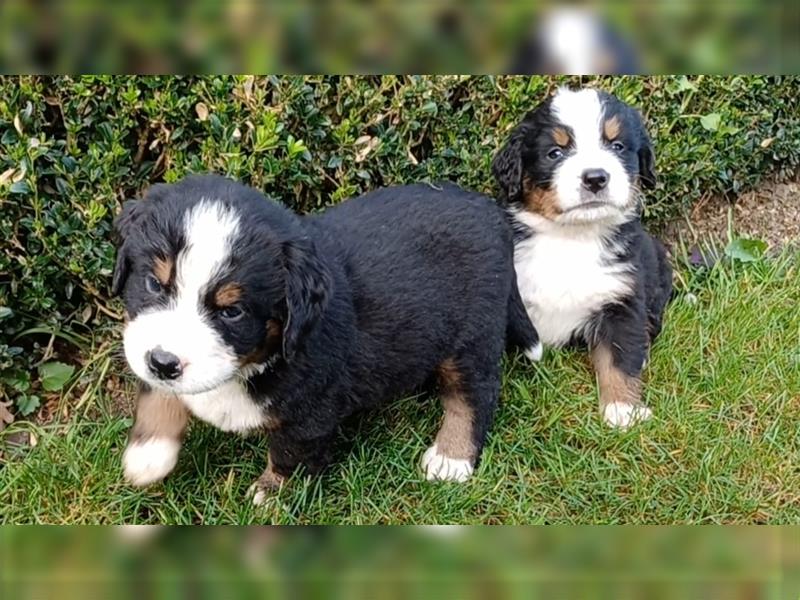 Berner Sennenhund Welpen Berner Sennen Welpen